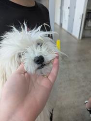 Shelter Stray Male Dog last seen Crest Breeze Dr, North District, TX, 355 Hillshire Dr, Haslet, TX 76052, USA