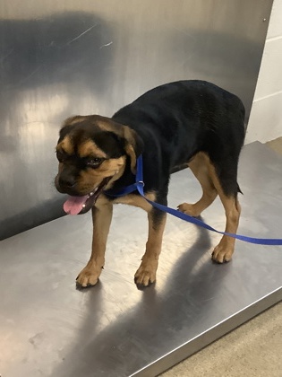 Shelter Stray Male Dog last seen Near E ROBERT ST, East District, TX, 355 Hillshire Dr, Haslet, TX 76052, USA