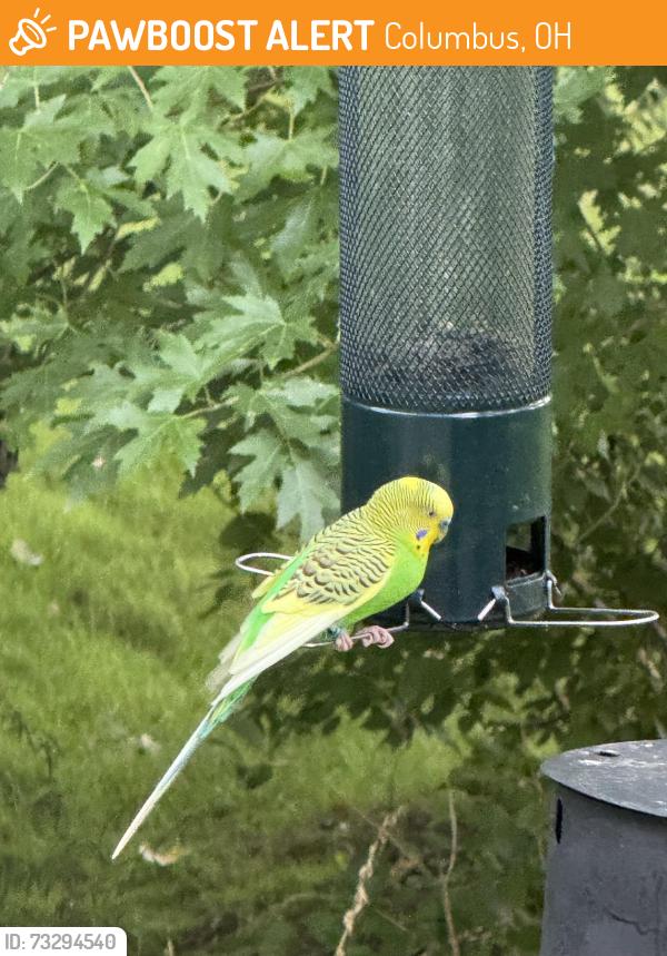 Found/Stray Unknown Bird last seen Clubview and Fairway Drive, Columbus, OH 43235