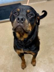 Shelter Stray Male Dog last seen Near O Mara Lane, 30088, GA, 3280 Chamblee Dunwoody Rd, Chamblee, GA 30341, USA