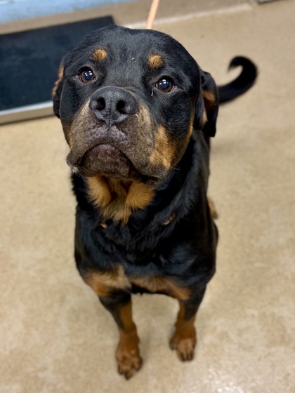 Shelter Stray Male Dog last seen Near O Mara Lane, 30088, GA, 3280 Chamblee Dunwoody Rd, Chamblee, GA 30341, USA
