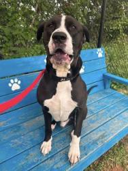 Shelter Stray Male Dog last seen Near Harford Rd, Baltimore, MD 21234, 21234, MD, 2490 Giles Rd, Baltimore, MD 21225, USA