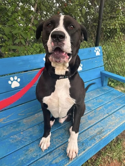 Shelter Stray Male Dog last seen Near Harford Rd, Baltimore, MD 21234, 21234, MD, 2490 Giles Rd, Baltimore, MD 21225, USA