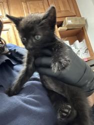 Shelter Stray Unknown Cat last seen Near J R Dr, City of Knoxville ASO, TN, 3201 Division St, Knoxville, TN 37919, USA