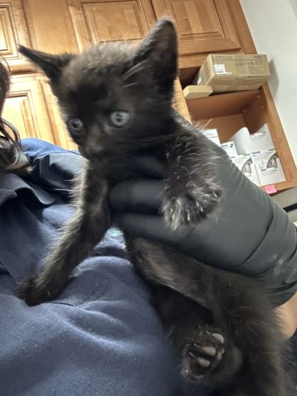 Shelter Stray Unknown Cat last seen Near J R Dr, City of Knoxville ASO, TN, 3201 Division St, Knoxville, TN 37919, USA