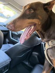 Reunited Male Dog last seen Old spanish trail and Lidstone st, Houston, TX 77023