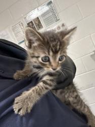 Shelter Stray Unknown Cat last seen Near J R Dr, City of Knoxville ASO, TN, 3201 Division St, Knoxville, TN 37919, USA