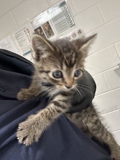 Shelter Stray Unknown Cat last seen Near J R Dr, City of Knoxville ASO, TN, 3201 Division St, Knoxville, TN 37919, USA