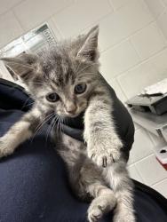 Shelter Stray Unknown Cat last seen Near J R Dr, City of Knoxville ASO, TN, 3201 Division St, Knoxville, TN 37919, USA
