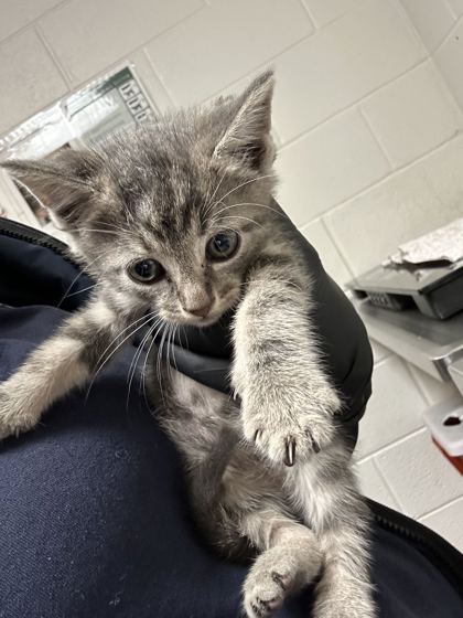 Shelter Stray Unknown Cat last seen Near J R Dr, City of Knoxville ASO, TN, 3201 Division St, Knoxville, TN 37919, USA