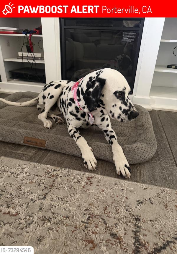 Lost Female Dog last seen Hey 65, Porterville, CA 93257