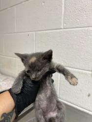 Shelter Stray Unknown Cat last seen Near J R Dr, City of Knoxville ASO, TN, 3201 Division St, Knoxville, TN 37919, USA