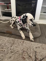 Lost Female Dog last seen Hey 65, Porterville, CA 93257