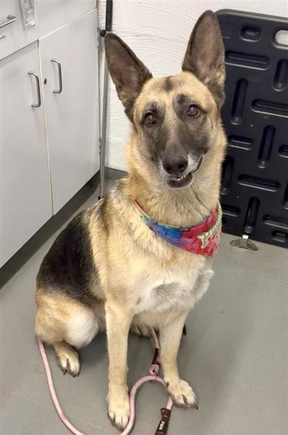 Shelter Stray Female Dog last seen 36th Ave S & Beacon Ave, Seattle, WA, 2061 15th Ave W, Seattle, WA 98119, USA