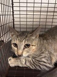 Shelter Stray Male Cat last seen Near Dameron Ave, Knox County GP, TN, 3201 Division St, Knoxville, TN 37919, USA
