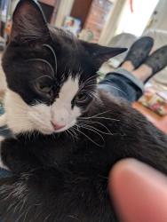 Lost Male Cat last seen Morganford and Burgen/Bates, St. Louis, MO 63116