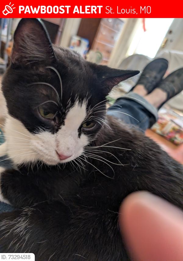 Lost Male Cat last seen Morganford and Burgen/Bates, St. Louis, MO 63116