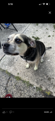 Lost Female Dog last seen Westshire Drive, Joliet, IL 60435