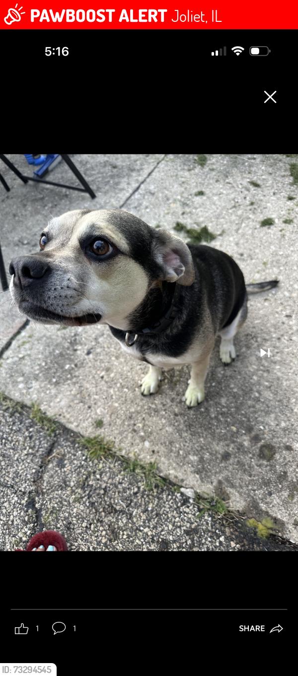 Lost Female Dog last seen Westshire Drive, Joliet, IL 60435