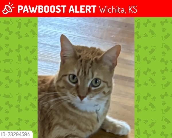 Lost Female Cat last seen Woodlawn & Mt. Vernon, Wichita, KS 67218