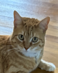 Lost Female Cat last seen Woodlawn & Mt. Vernon, Wichita, KS 67218