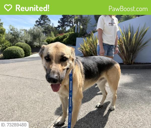 Reunited Male Dog last seen 9:30pm Ring Mountain near Taylor Fire Road, Tiburon, CA 94925