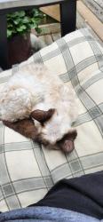 Reunited Female Cat last seen Monte Carlo/ Victoria St., Kitchener, ON 