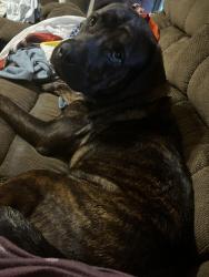 Reunited Male Dog last seen Toal rd, hwy 56, Spartanburg County, SC 29335
