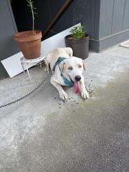 Reunited Male Dog last seen Guess Road - Butterfly Kisses Academy, Durham, NC 27705