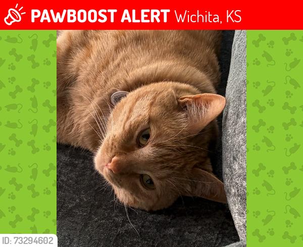 Lost Male Cat last seen Woodlawn and Mt. Vernon, Wichita, KS 67218