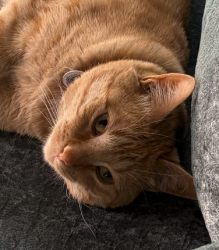 Lost Male Cat last seen Woodlawn and Mt. Vernon, Wichita, KS 67218
