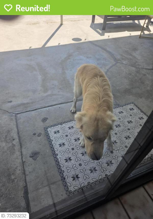 Reunited Male Dog last seen Oso ave Plummer st, Los Angeles, CA 91306