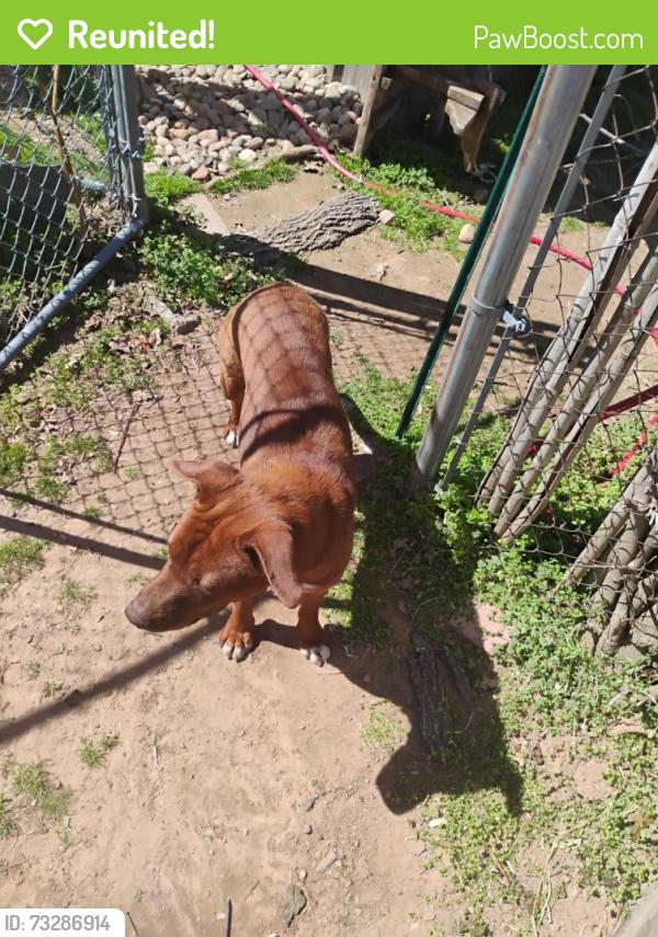 Reunited Female Dog last seen Etowah, Noble, OK 73068