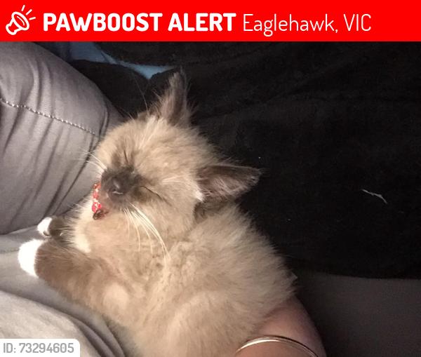 Lost Male Cat last seen Eaglehawk library, Eaglehawk, VIC 3556