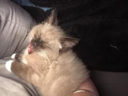 Lost Male Cat last seen Eaglehawk library, Eaglehawk, VIC 3556