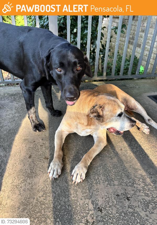 Found/Stray Unknown Dog last seen Pensacola Spinal Center, Pensacola, FL 32526