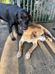 Found/Stray Unknown Dog last seen Pensacola Spinal Center, Pensacola, FL 32526