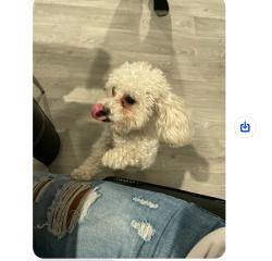Reunited Female Dog last seen senterra lakes, Harris County, TX 77379