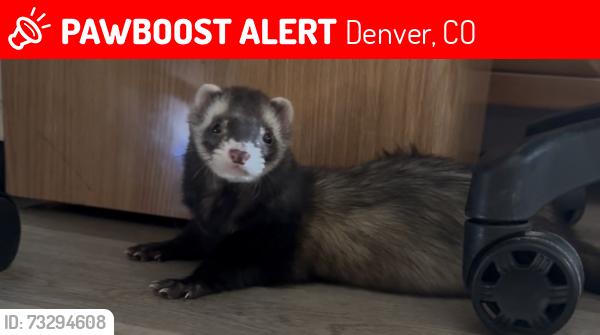 Lost Male Ferret last seen Peoria 55th, Denver, CO 80239