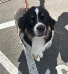 Shelter Stray Male Dog last seen SEPAH, OR, 1700 W Historic Columbia River Hwy, Troutdale, OR 97060, USA