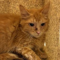 Shelter Stray Male Cat last seen Orient / 282nd, GRESHAM, OR, 97080, 1700 W Historic Columbia River Hwy, Troutdale, OR 97060, USA