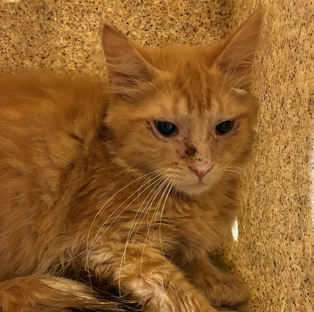 Shelter Stray Male Cat last seen Orient / 282nd, GRESHAM, OR, 97080, 1700 W Historic Columbia River Hwy, Troutdale, OR 97060, USA