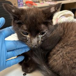Shelter Stray Male Cat last seen Orient / 282nd, GRESHAM, OR, 97080, 1700 W Historic Columbia River Hwy, Troutdale, OR 97060, USA