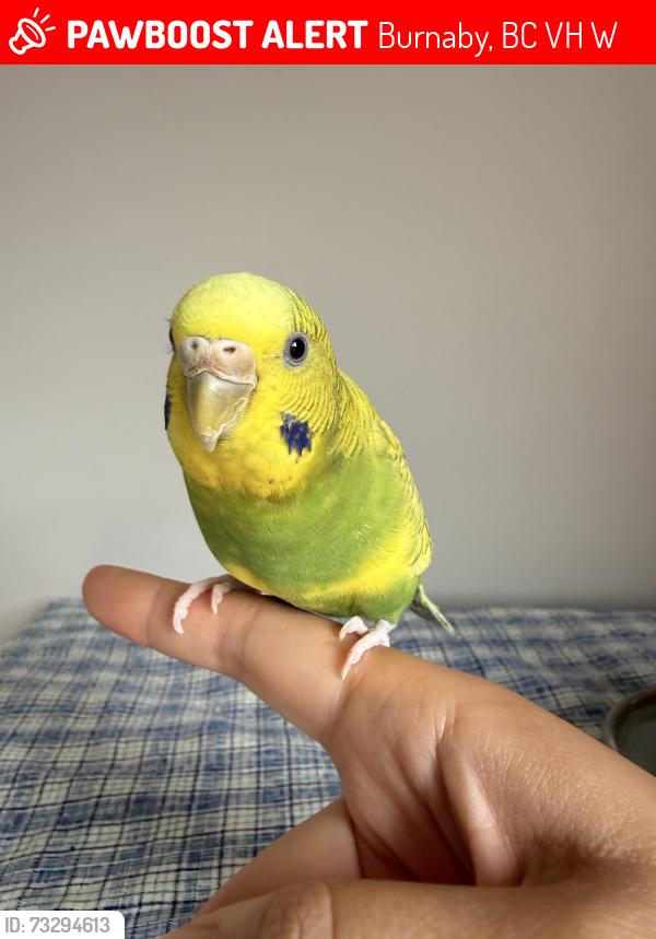 Lost Female Bird last seen Near Dufferin Avenue, Burnaby, BC V5H 1W8