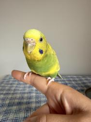 Lost Female Bird last seen Near Dufferin Avenue, Burnaby, BC V5H 1W8