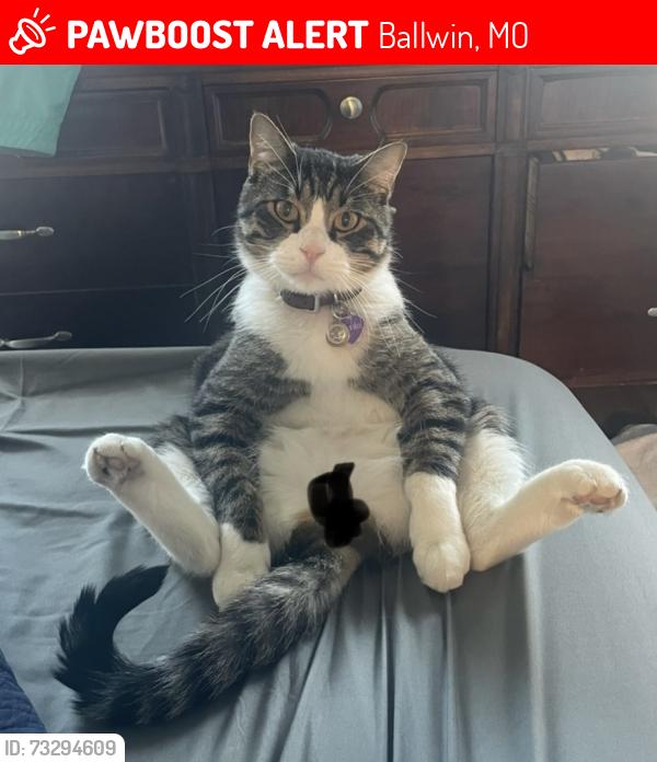 Lost Male Cat last seen Reinke, Westglen Farms, Kiefer Creek, Oakbrier Farms, Ballwin, MO 63021
