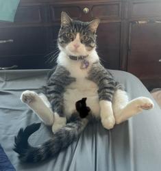 Lost Male Cat last seen Reinke, Westglen Farms, Kiefer Creek, Oakbrier Farms, Ballwin, MO 63021