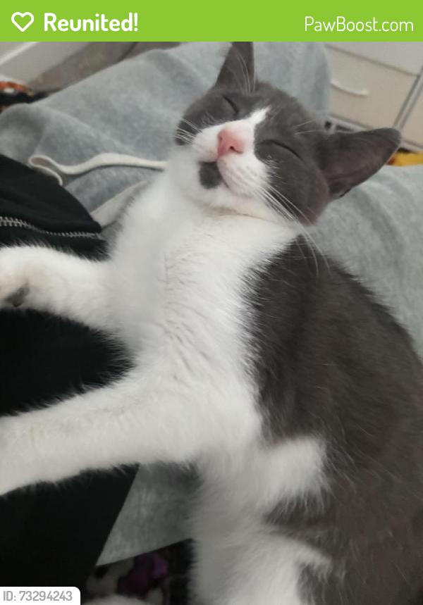 Reunited Male Cat last seen Near Shore Line Dr, Alameda, CA 94501