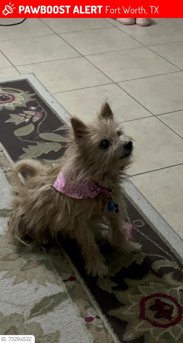Lost Female Dog last seen Valley brook estates by 377 & the Academy, Fort Worth, TX 76244