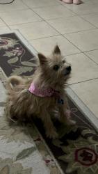 Lost Female Dog last seen Valley brook estates by 377 & the Academy, Fort Worth, TX 76244